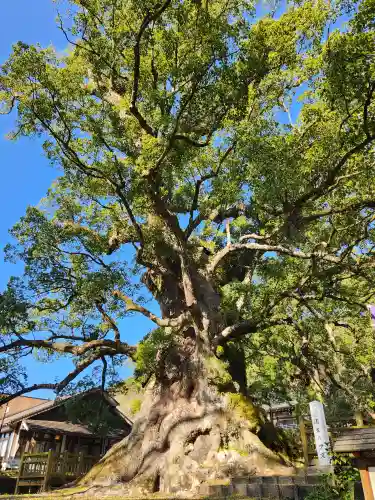 蒲生八幡神社の自然