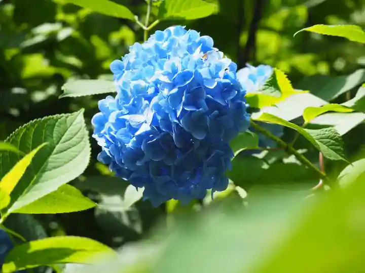 明月院(神奈川県)