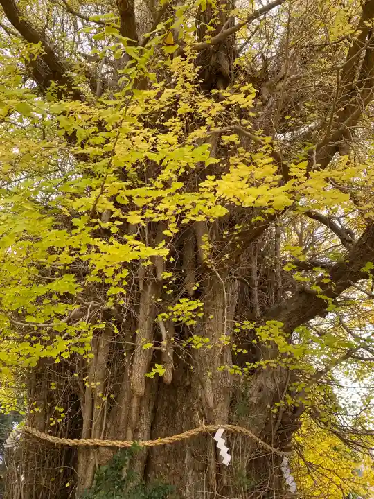 鶴嶺八幡宮の{uncategorized: "未分類", other: "その他", undefined: "問題あり", building: "その他建物", grave: "お墓", sacred_gate: "鳥居", guardian: "狛犬", statue: "像", buddha: "仏像", history: "歴史", nature: "自然", garden: "庭園", animal: "動物", pagoda: "塔", temizu: "手水舎", mountain_gate: "山門・神門", sanctuary: "本殿・本堂", subordinate: "末社・摂社", art: "芸術", scenery: "景色", jizo: "地蔵", ema: "絵馬", goshuin: "御朱印", omikuji: "おみくじ", items: "授与品その他", amulet: "お守り", goshuincho: "御朱印帳", eats: "食事", festival: "お祭り", votive_dance: "神楽", shichigosan: "七五三参", wedding: "結婚式", experience: "体験その他", initially: "初詣", around: "周辺", anti_infection: "感染症対策"}