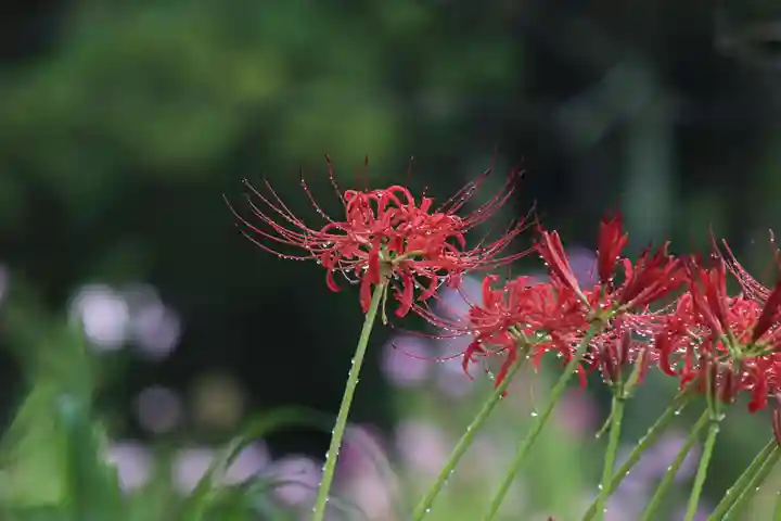 国宝 大法寺の自然