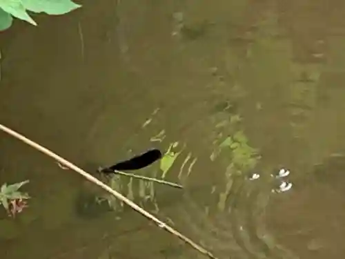 箭神神社の動物