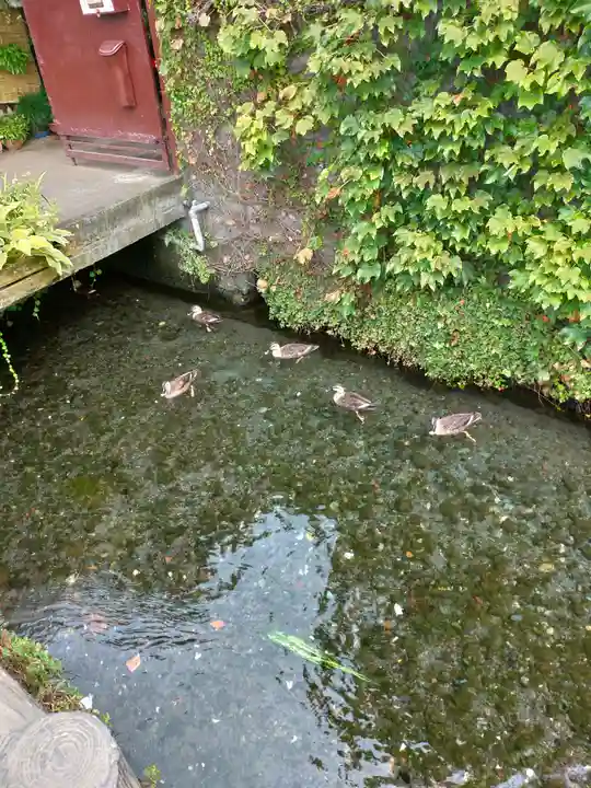 三嶋大社の動物