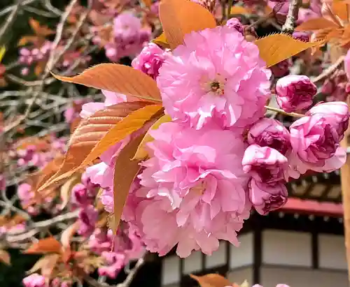 鹿島台神社の自然