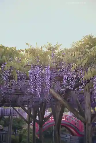 亀戸天神社(東京都)