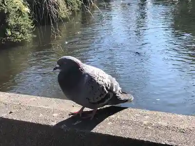 三嶋大社(静岡県)