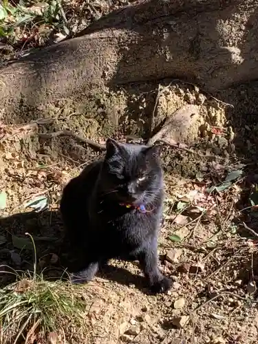 唐澤山神社の動物