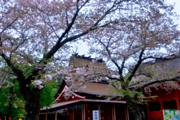 富士山本宮浅間大社の本殿・本堂