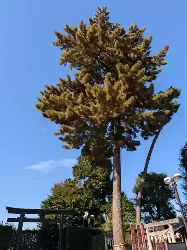 中野沼袋氷川神社(東京都)