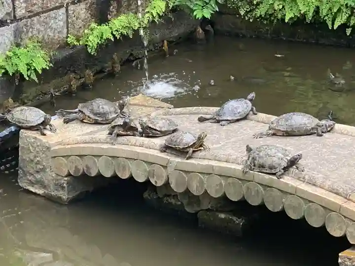 成田山横浜別院延命院の動物