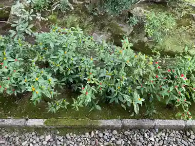 法金剛院(京都府)