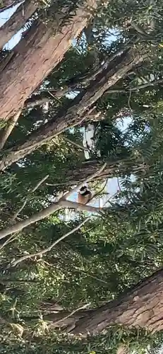 留辺蘂神社の動物