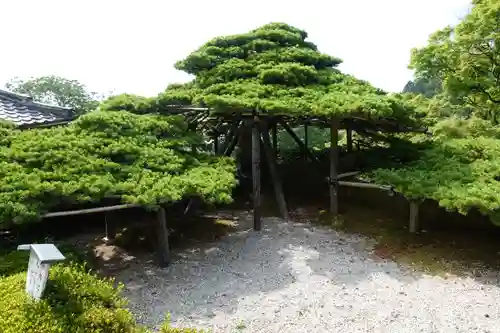 善峯寺の庭園