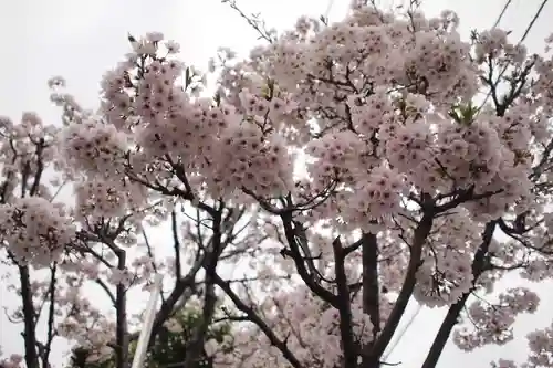 浅間神社の自然