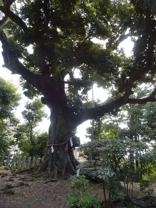 新日吉神宮の自然