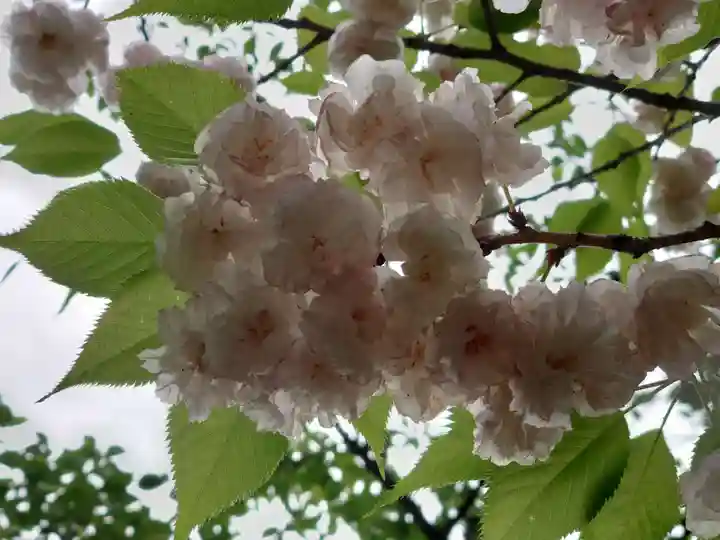 亀戸 香取神社の自然
