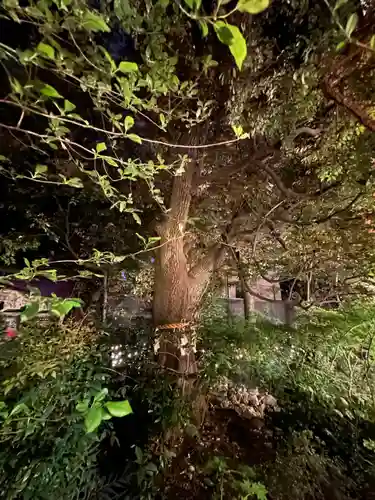 東京大神宮の自然