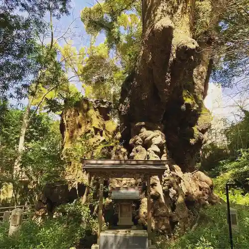 來宮神社の自然