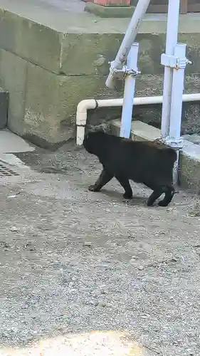 王子稲荷神社の動物