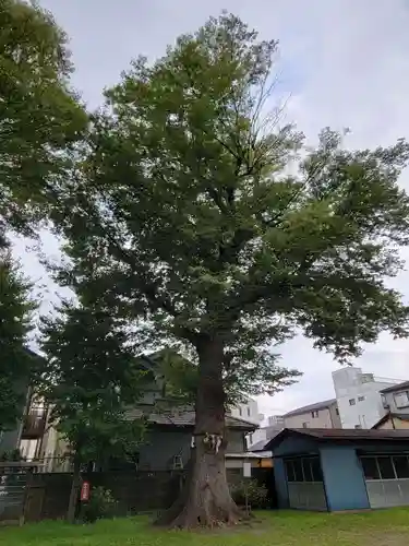 上戸田氷川神社の自然
