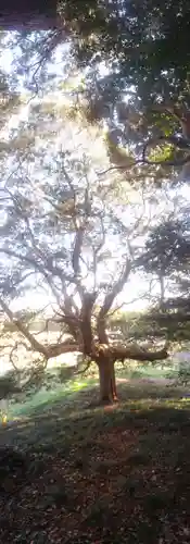 愛宕神社の自然