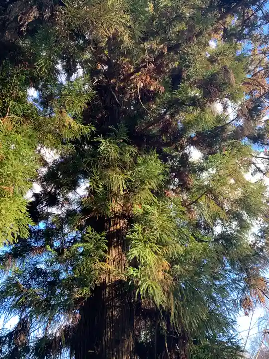 八幡神社(福島県)