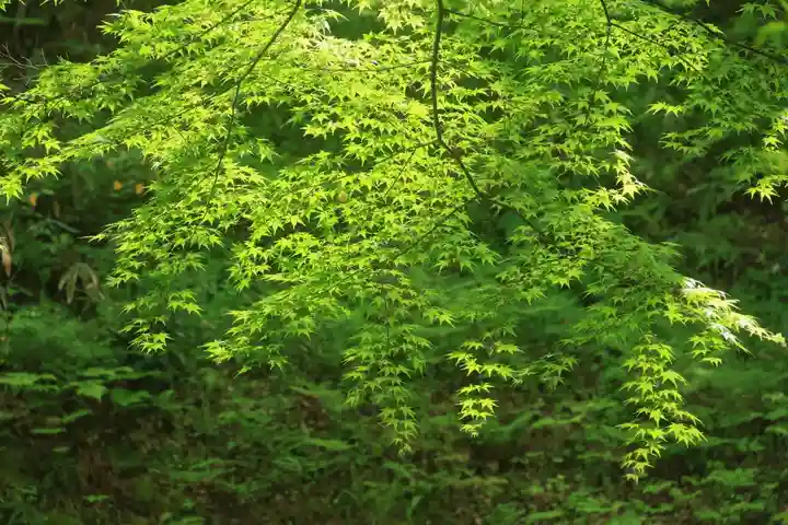 三春大神宮の自然