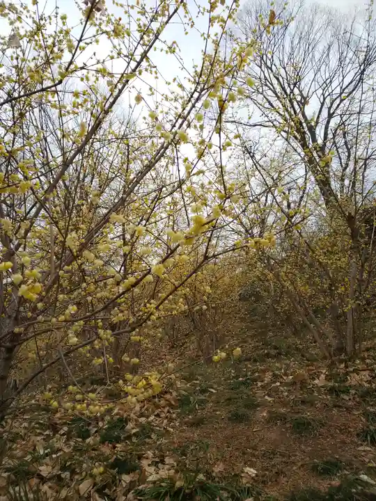 たばこ神社の自然