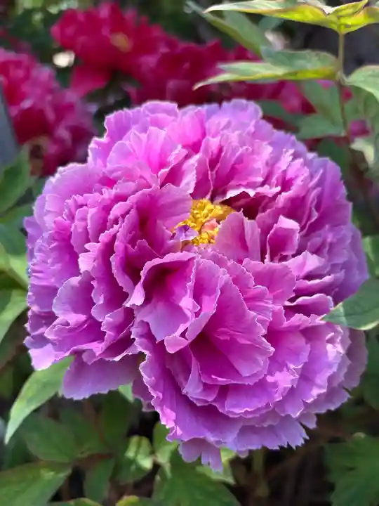 薬師院(兵庫県)