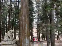 大宮温泉神社の狛犬