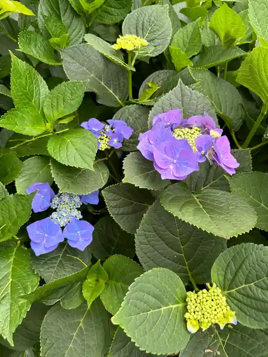 能護寺(埼玉県)