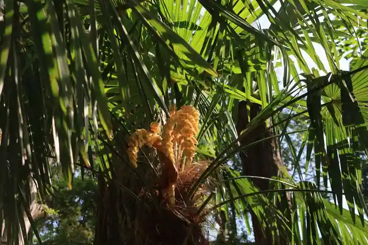 阿久津「田村神社」(郡山市阿久津町)旧社名:伊豆箱根三嶋三社の庭園