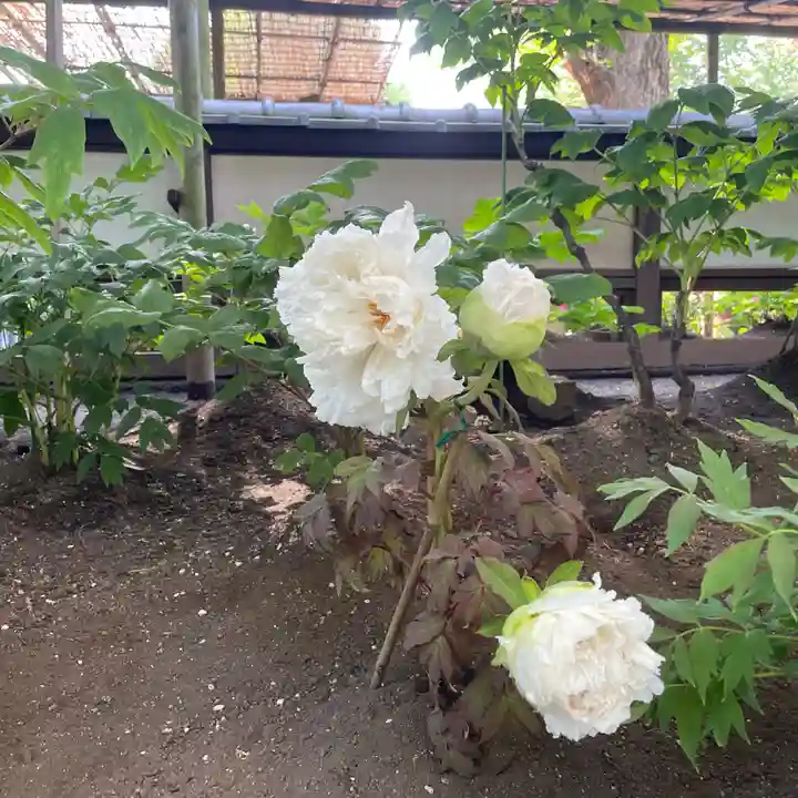 上野東照宮の自然