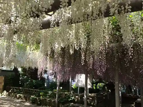 吉祥寺の御朱印