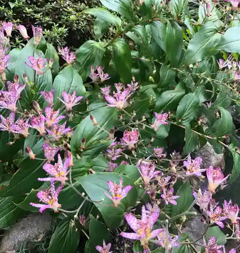 阿佐ヶ谷神明宮の自然