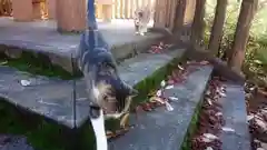 玉野御嶽神社の動物