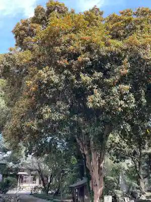妙傳寺(神奈川県)