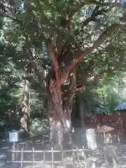 小國神社(静岡県)