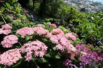長谷寺(神奈川県)