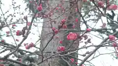 北野天満宮の自然