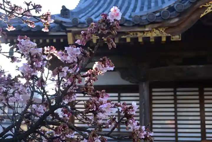 西新井大師総持寺の自然