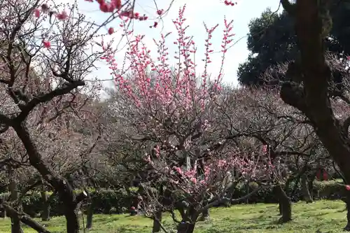 道明寺天満宮の自然