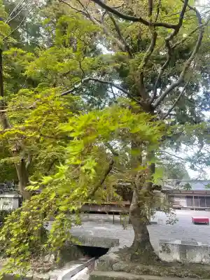 高鴨神社(奈良県)