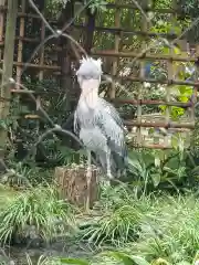 寛永寺不忍池弁天堂の動物