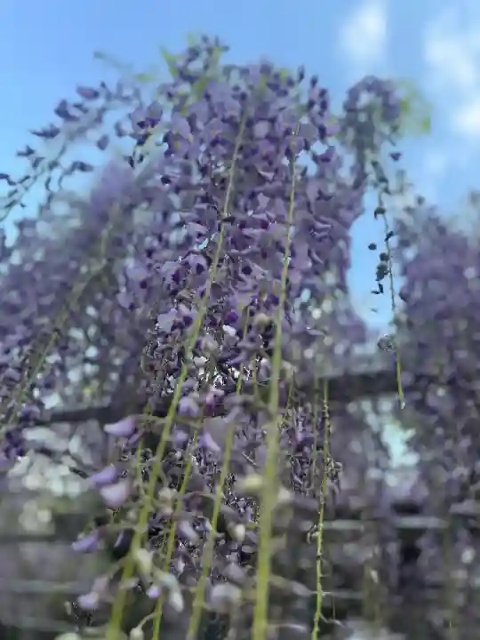 高野口八幡神社の{uncategorized: "未分類", other: "その他", undefined: "問題あり", building: "その他建物", grave: "お墓", sacred_gate: "鳥居", guardian: "狛犬", statue: "像", buddha: "仏像", history: "歴史", nature: "自然", garden: "庭園", animal: "動物", pagoda: "塔", temizu: "手水舎", mountain_gate: "山門・神門", sanctuary: "本殿・本堂", subordinate: "末社・摂社", art: "芸術", scenery: "景色", jizo: "地蔵", ema: "絵馬", goshuin: "御朱印", omikuji: "おみくじ", items: "授与品その他", amulet: "お守り", goshuincho: "御朱印帳", eats: "食事", festival: "お祭り", votive_dance: "神楽", shichigosan: "七五三参", wedding: "結婚式", experience: "体験その他", initially: "初詣", around: "周辺", anti_infection: "感染症対策"}