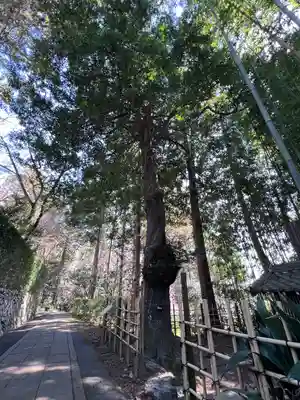 龍潭寺(静岡県)