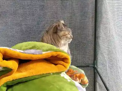 御誕生寺（猫寺）(福井県)