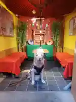 烏森神社の動物