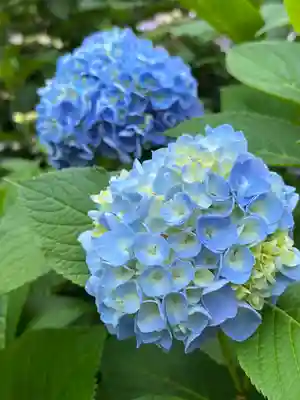 粟井神社の自然