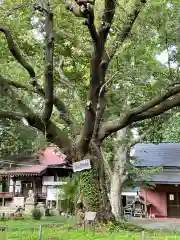 長者山新羅神社の自然