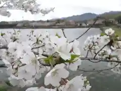 宇佐神社の自然